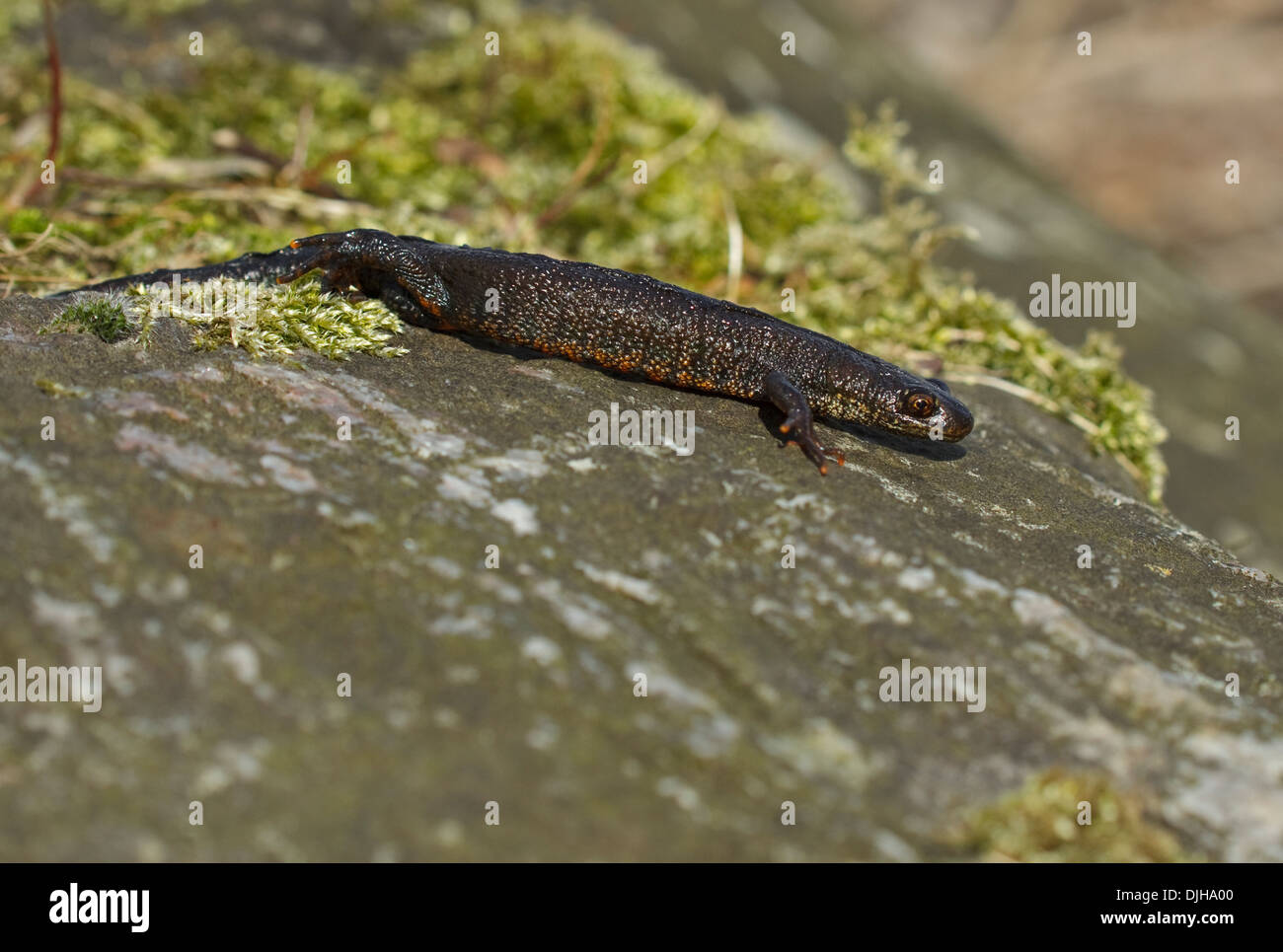 Great Crested Newt (Triturus Cristatus) Stockfoto