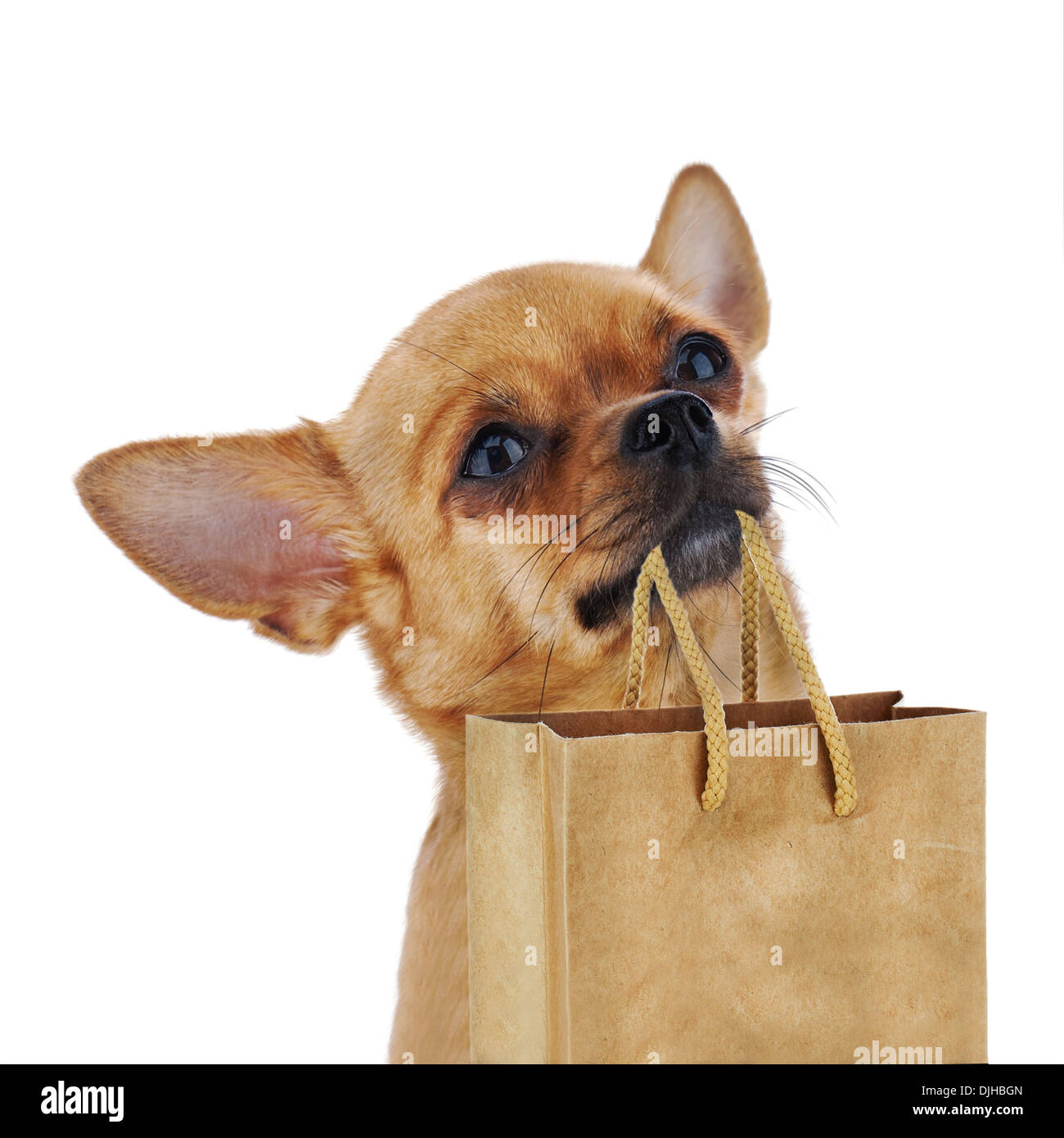Roten Chihuahua Hund mit Recycling-Papiertüte isoliert auf weißem Hintergrund. Closeup. Stockfoto