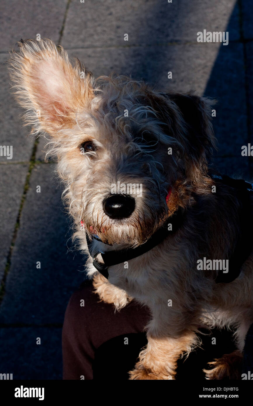 Kleinen lockigen Haaren braunen Terrier Welpen sitzen auf einem Knie schaut die Kamera Stockfoto