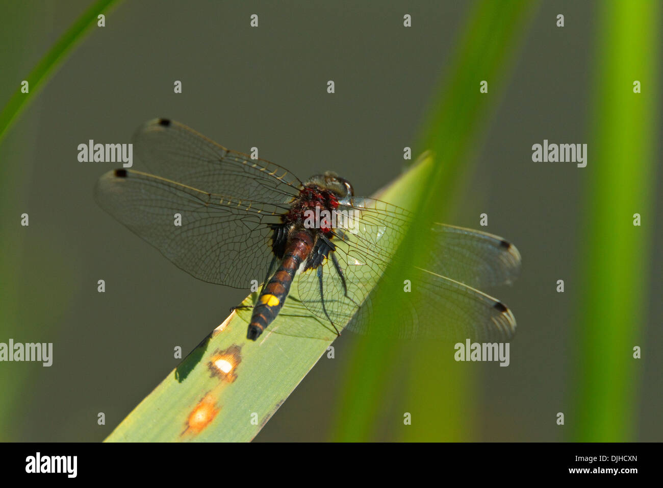 Großen White-faced Darter (Leucorrhinia Pectoralis), Männlich Stockfoto