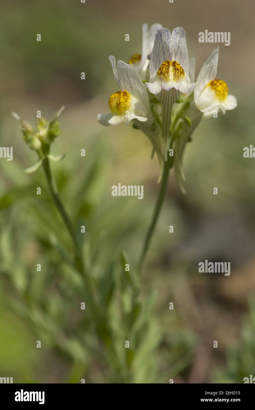 Alpen-Leinkraut, Linaria alpina Stockfoto