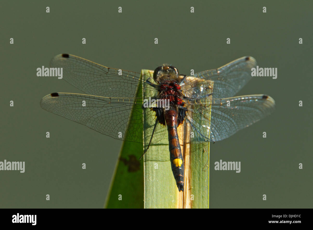 Großen White-faced Darter (Leucorrhinia Pectoralis), Männlich Stockfoto