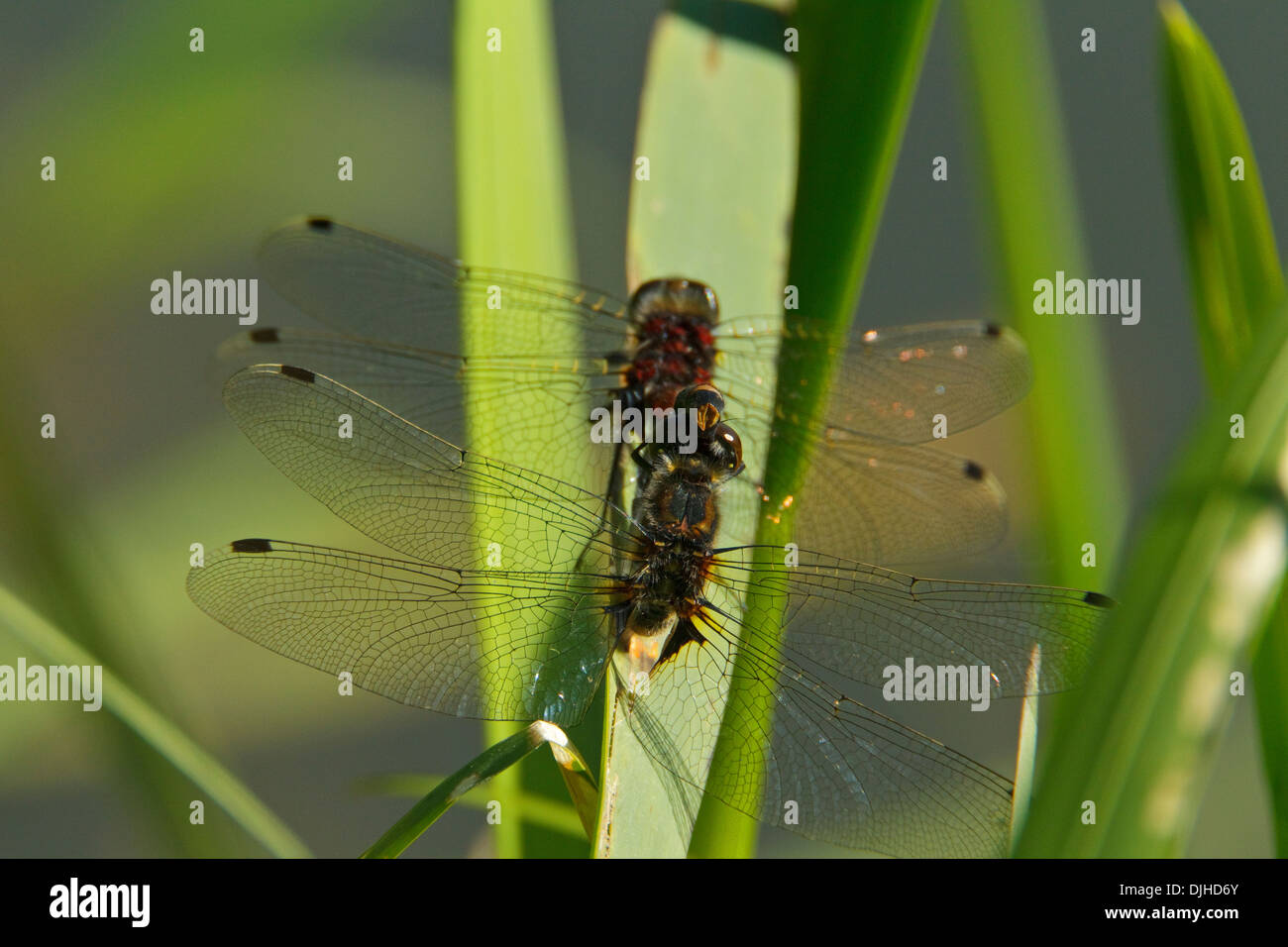 Großen White-faced Darter (Leucorrhinia Pectoralis), Paarung Stockfoto