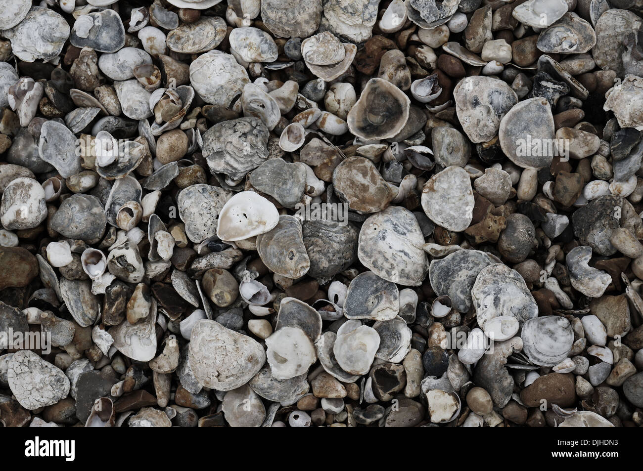 Austernschalen und Pantoffel Napfschnecken am Strand von Selsey, West Sussex, UK Stockfoto