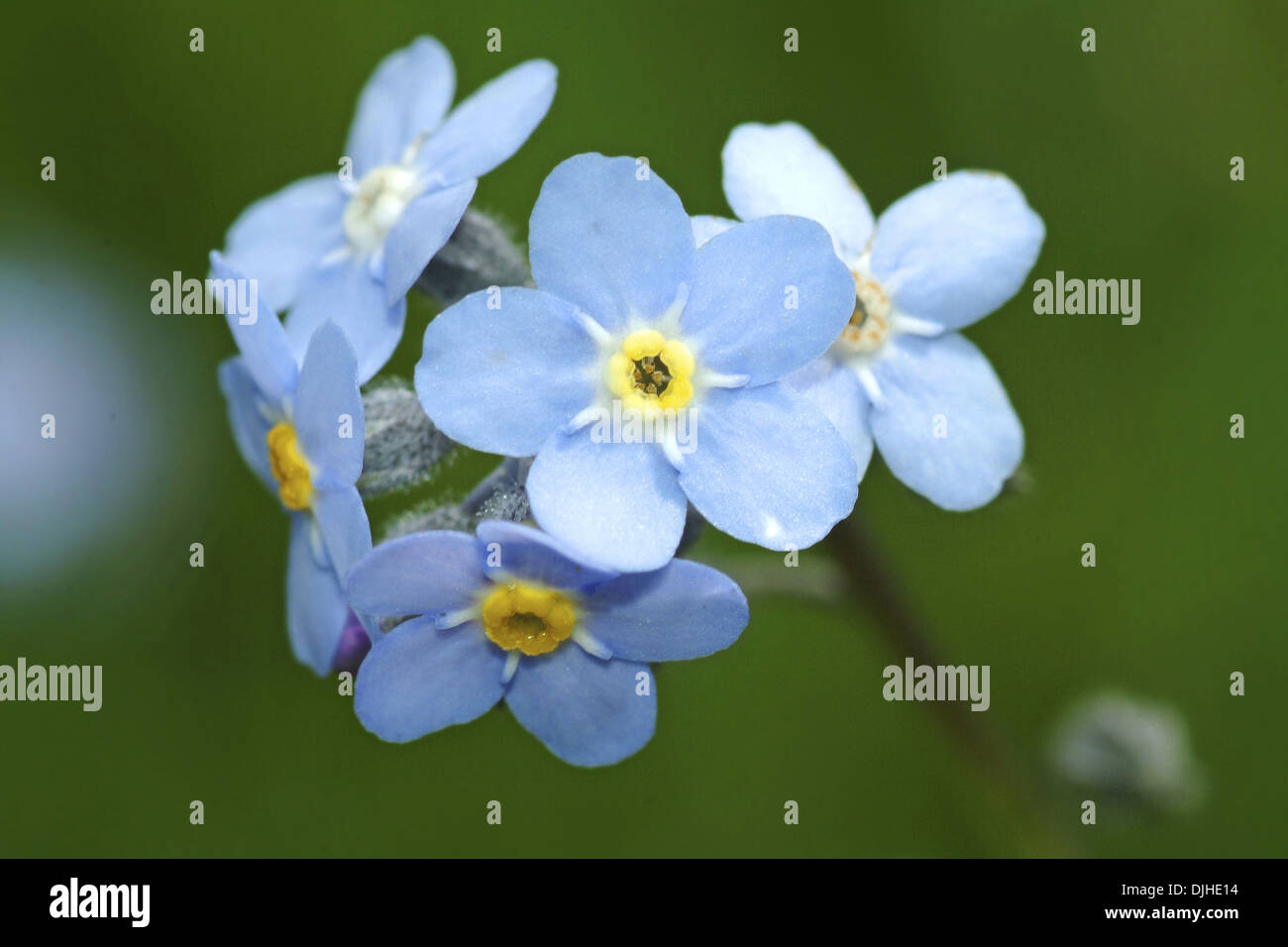Holz, vergiss mich nicht, Myosotis Sylvatica Stockfoto