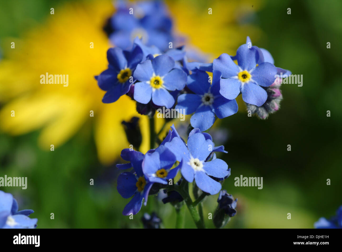 Holz, vergiss mich nicht, Myosotis Sylvatica Stockfoto