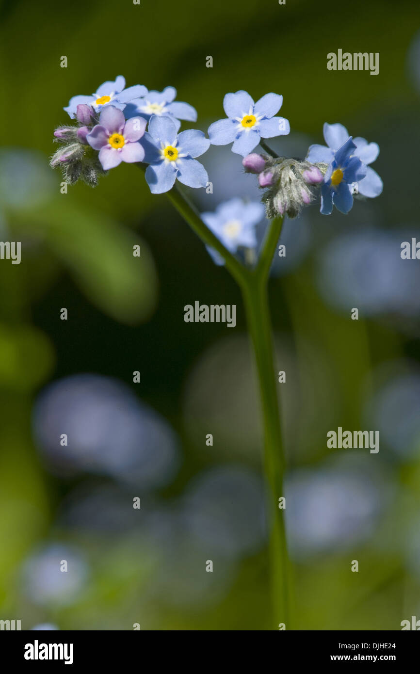Holz, vergiss mich nicht, Myosotis Sylvatica Stockfoto