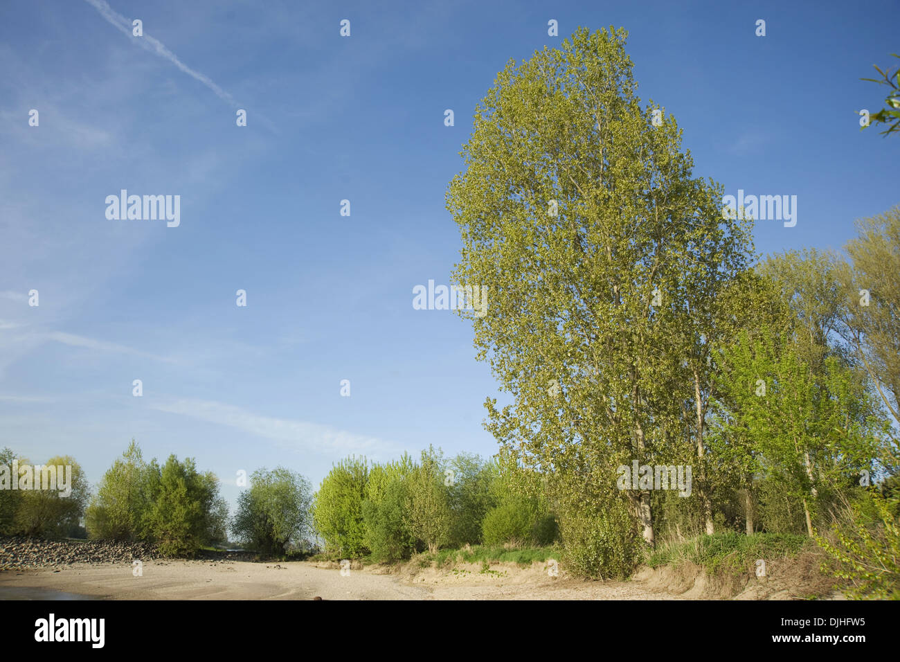 Schwarz-Pappel, Populus nigra Stockfoto
