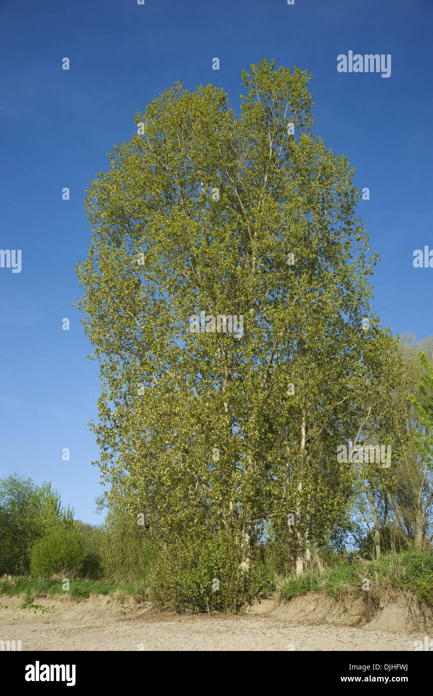 Schwarz-Pappel, Populus nigra Stockfoto