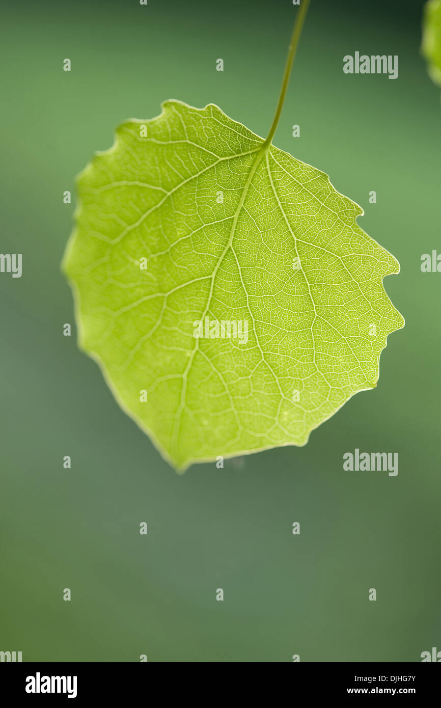 Aspen, Populus tremula Stockfoto