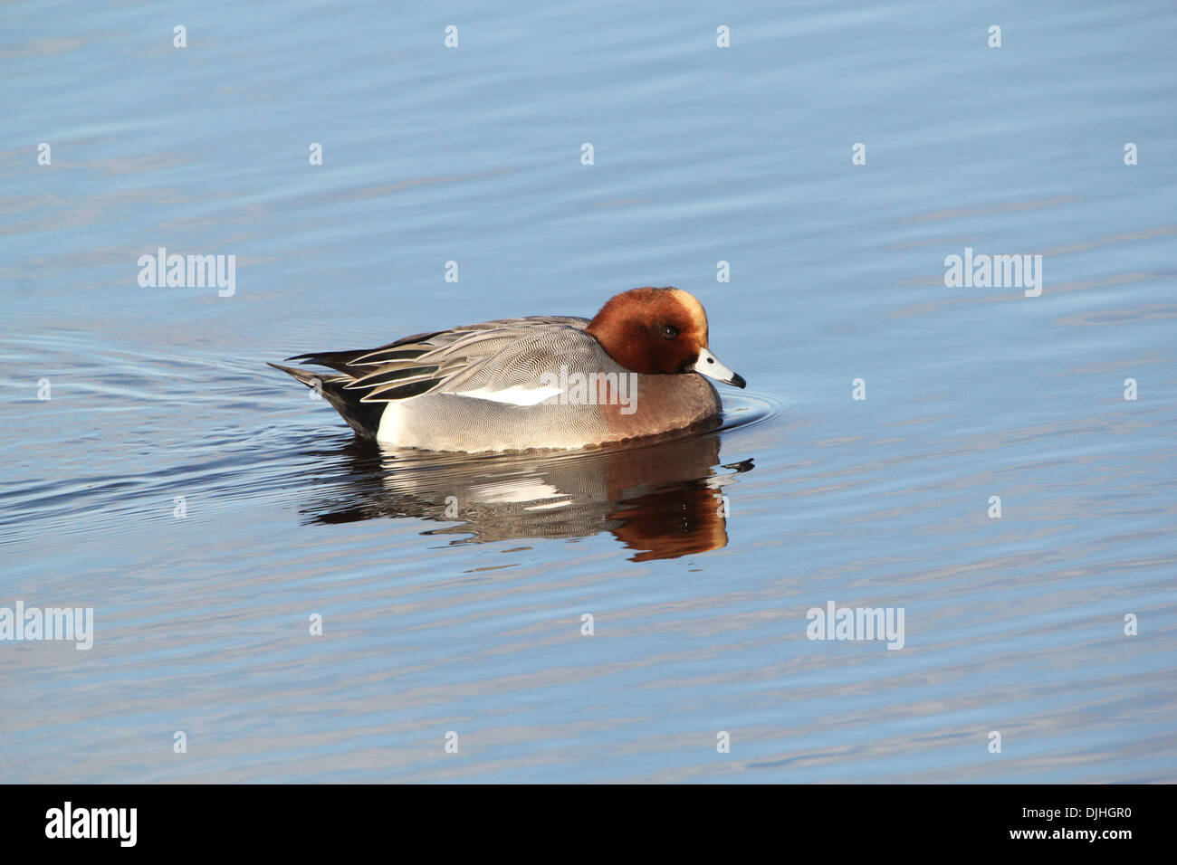 Nahaufnahme eines männlichen Eurasischen Verwehens (Mareca penelope) Stockfoto