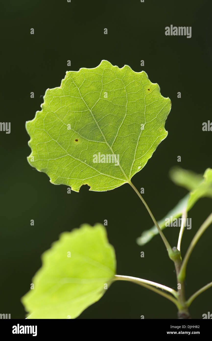 Aspen, Populus tremula Stockfoto