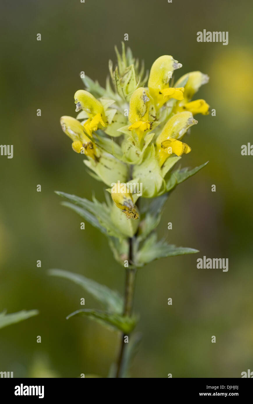 Rassel, Rhinanthus Spec. Stockfoto