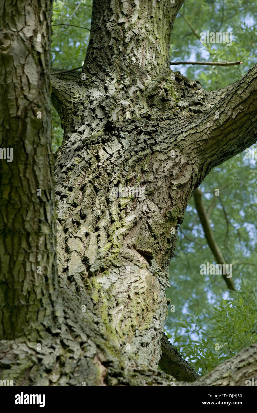 Silberweide, Salix Alba Stockfoto
