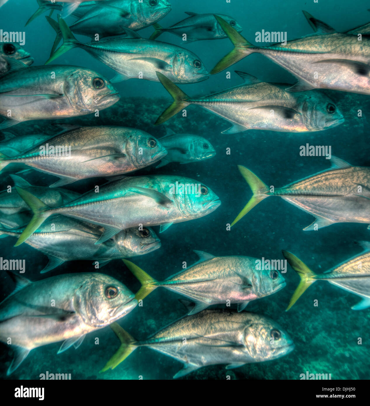 Makrelenschwarm in HDR. Bahamas Stockfoto