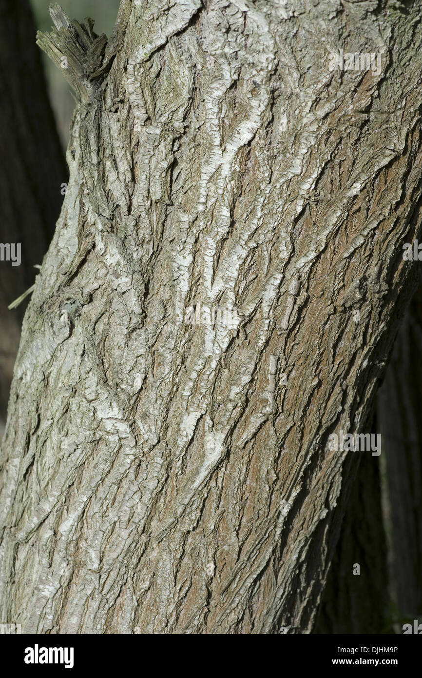 weinende Weide, Salix x chrysocoma Stockfoto