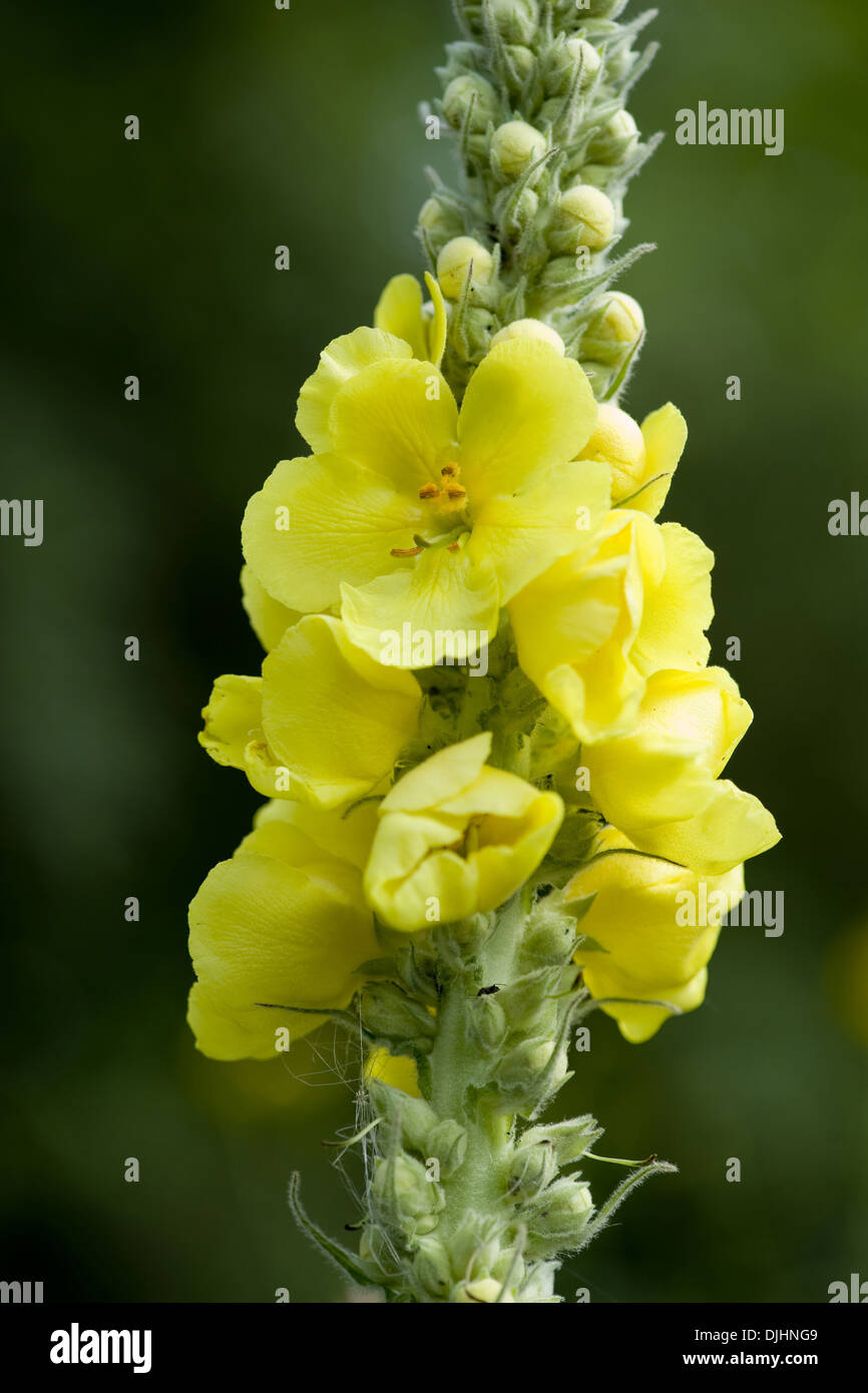 Orange Königskerze, Verbascum phlomoides Stockfoto