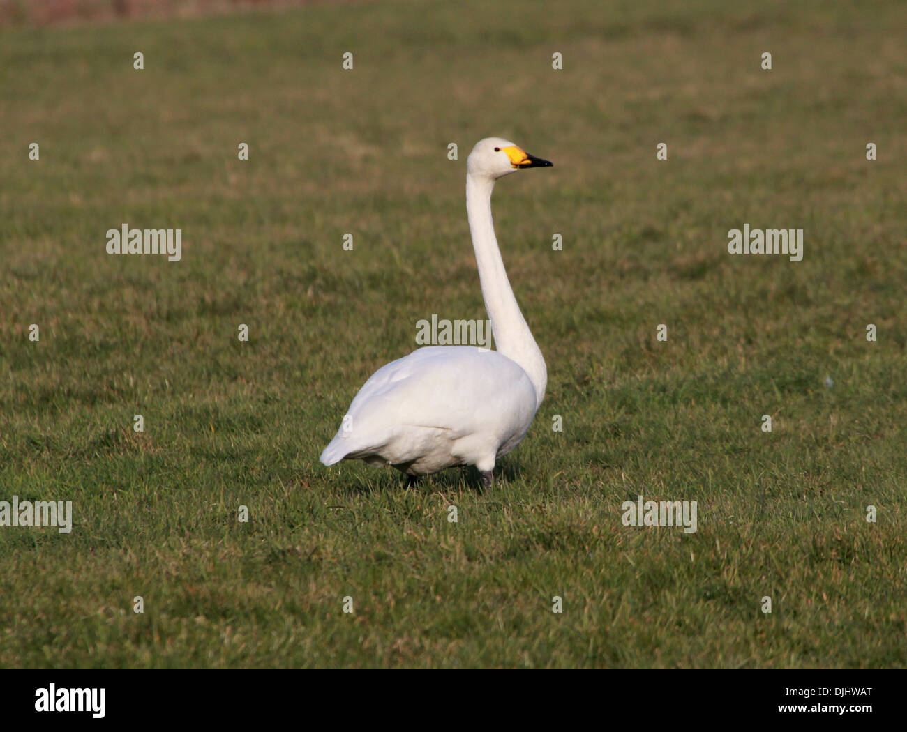 Singschwan (Cygnus Cygnus) auf einer Wiese Stockfoto