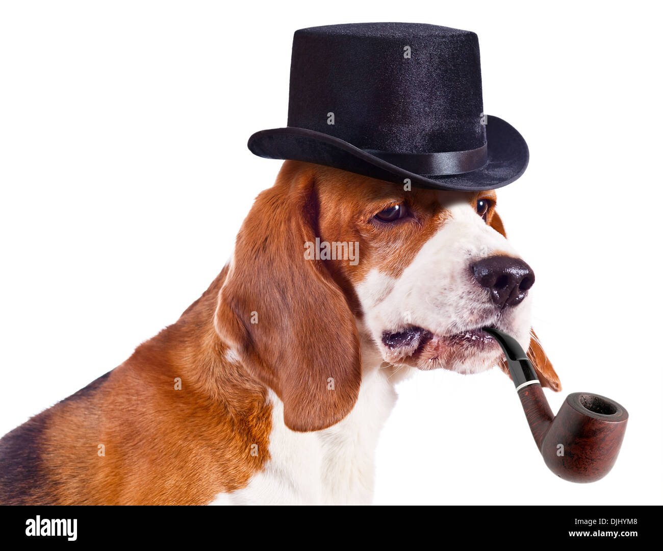 reinrassige Beagle isoliert auf weißem Hintergrund Stockfoto