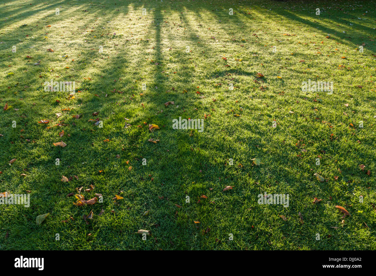 Schatten auf Gras. Am frühen Morgen Herbst Sonnenlicht durch Bäume Erstellen von Licht und Schatten Muster auf einem Rasen mit Laub. England, Großbritannien Stockfoto