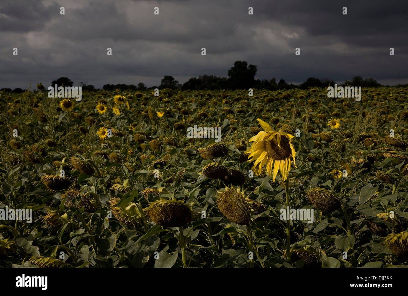 Bereich der sterbenden Sonnenblumen Stockfoto
