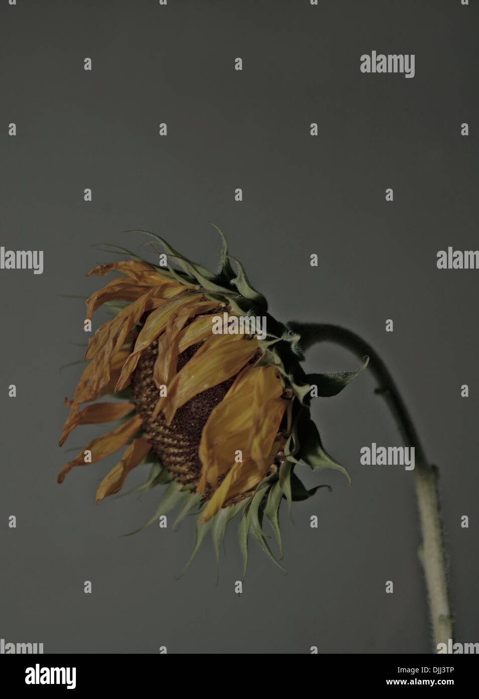 Einzigen sterbenden Sonnenblume. Stockfoto