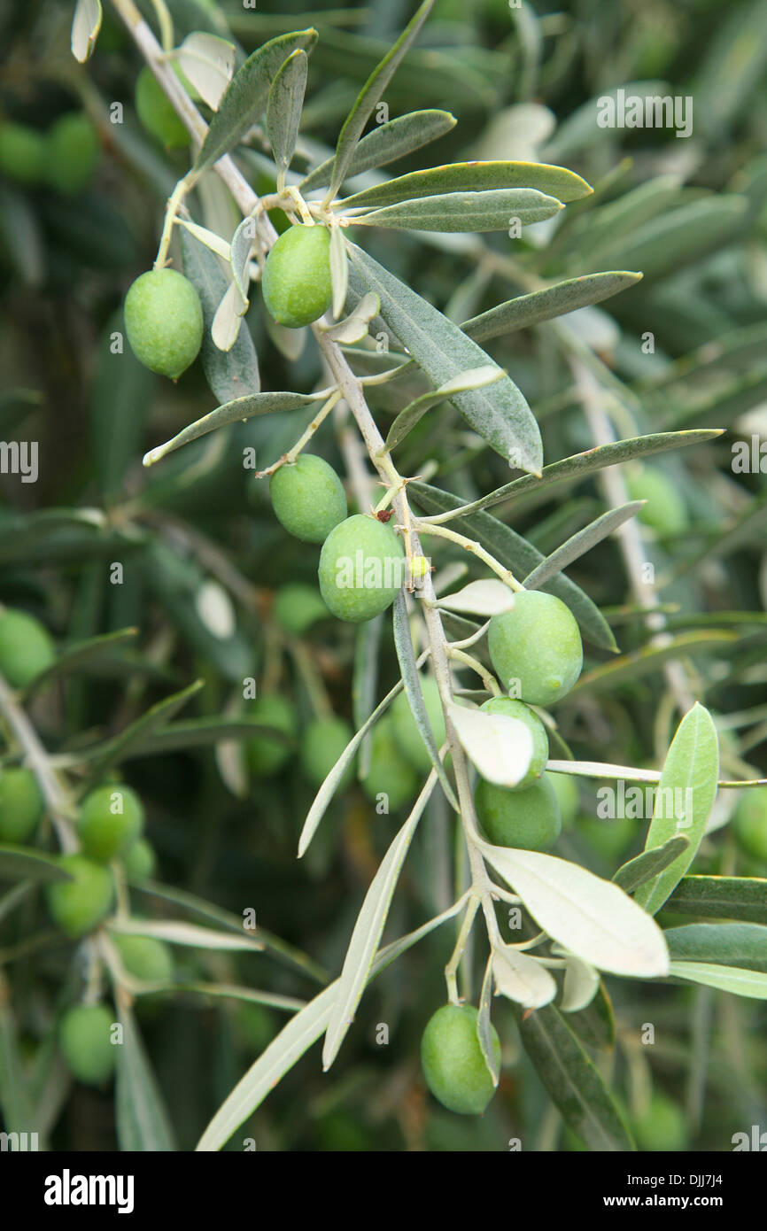 Zweig der Olivenbaum mit Oliven drauf. Nächster Nähe erschossen. Stockfoto