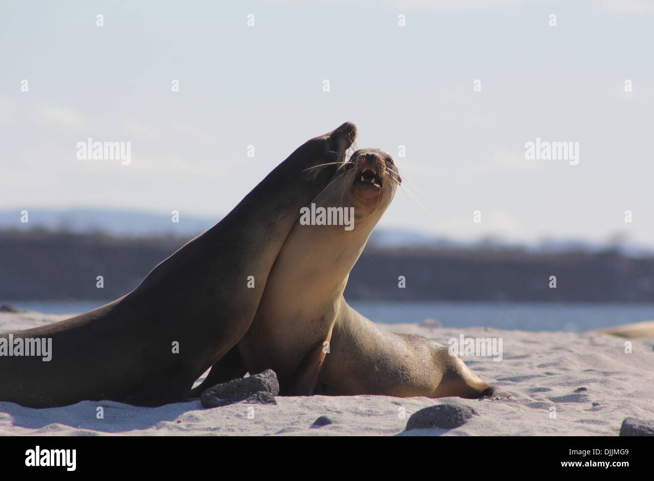 Seelöwen am Strand auf den Galapagos Inseln Stockfoto