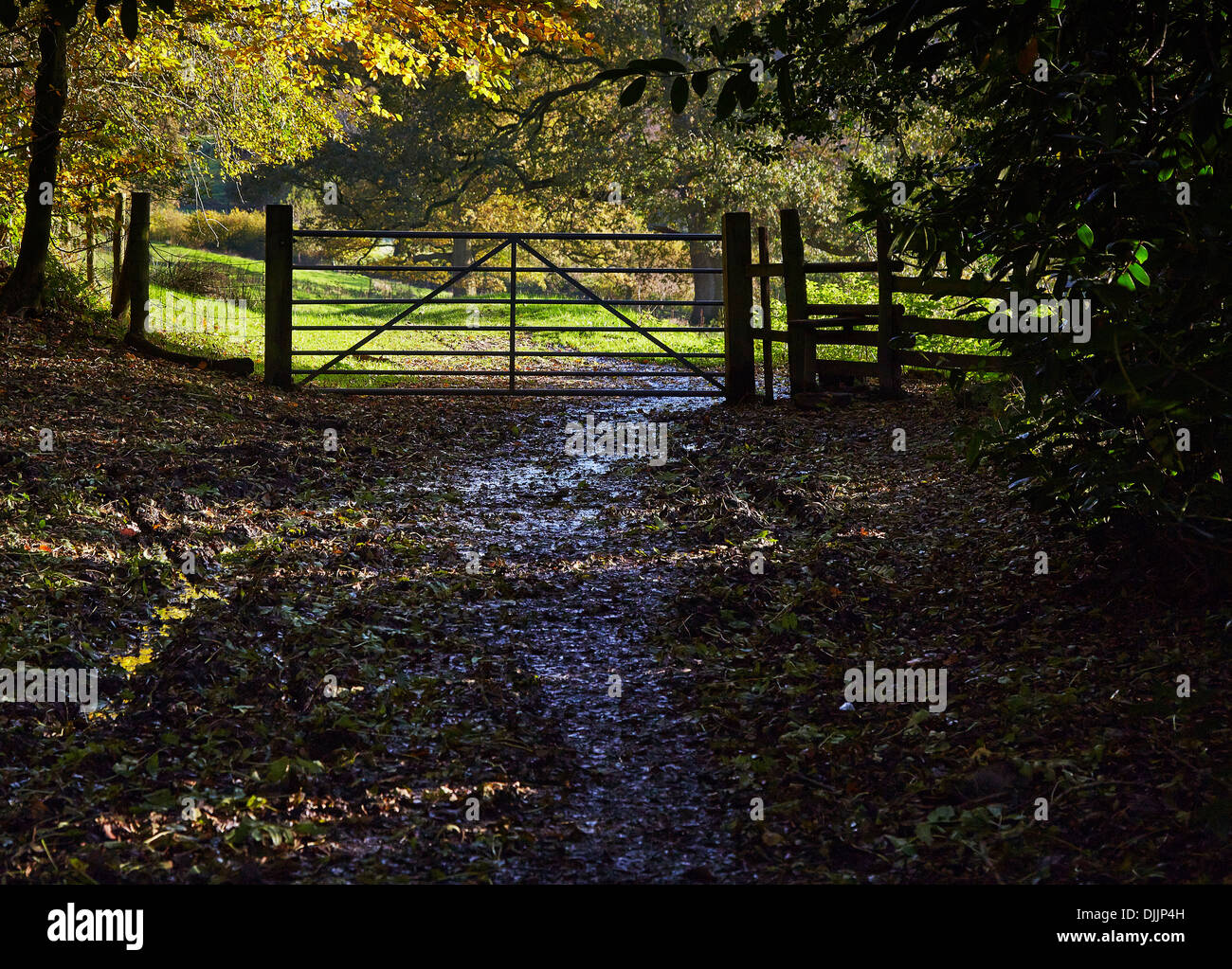 Tor und Stil am Eingang zu einer schattigen grünen Gasse im Wald - Wiltshire England Stockfoto