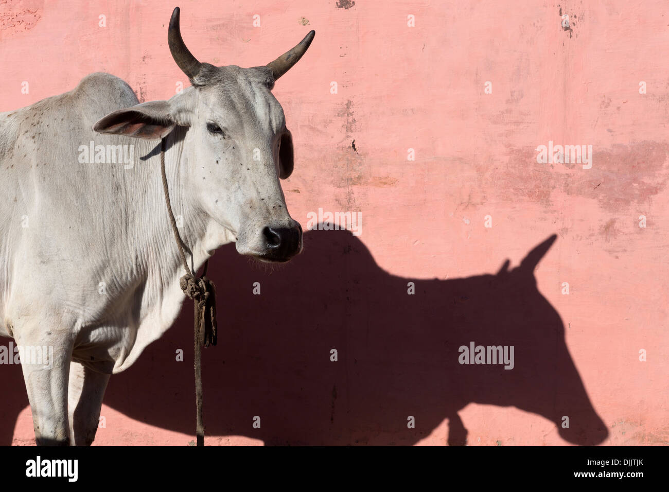 Eine Kuh, ein heiliges Tier in Indien bleibt ruhig entlang der Wand eines Hauses in Pushkar Stockfoto