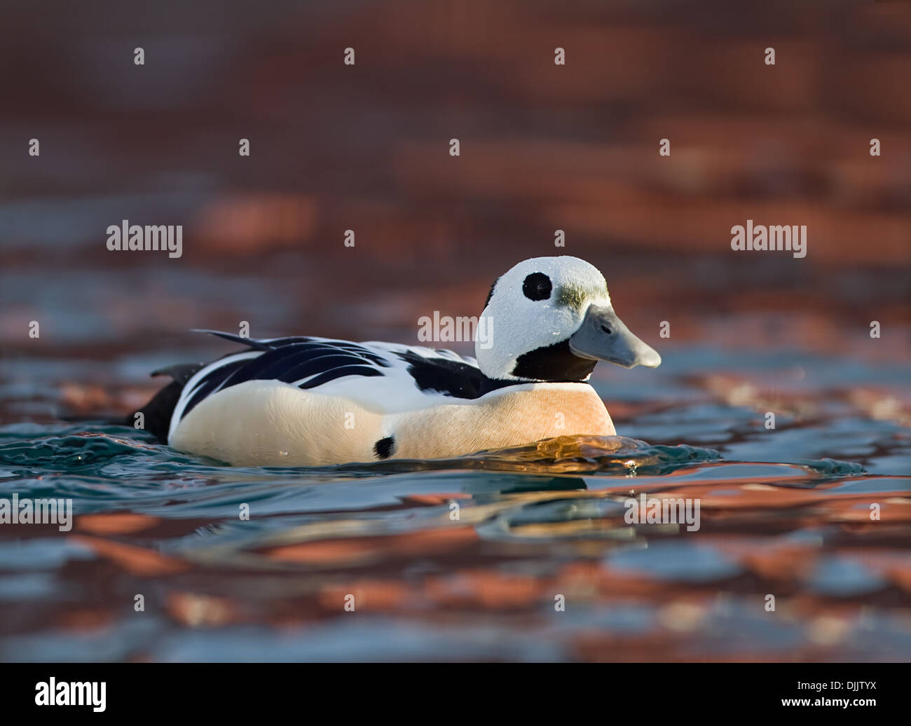 Männliche Stellar Eider Baden direkt im Hafen Stockfoto