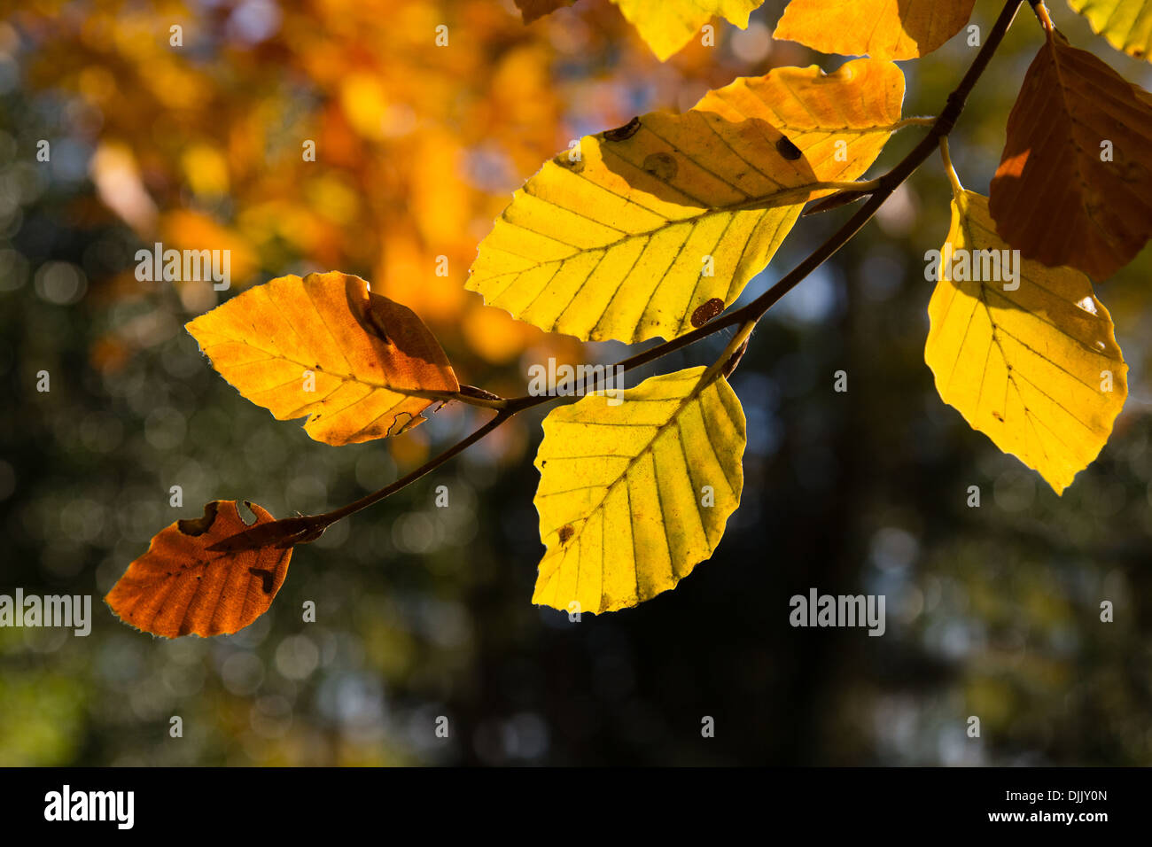 Buche Baum Blätter im Herbst Stockfoto