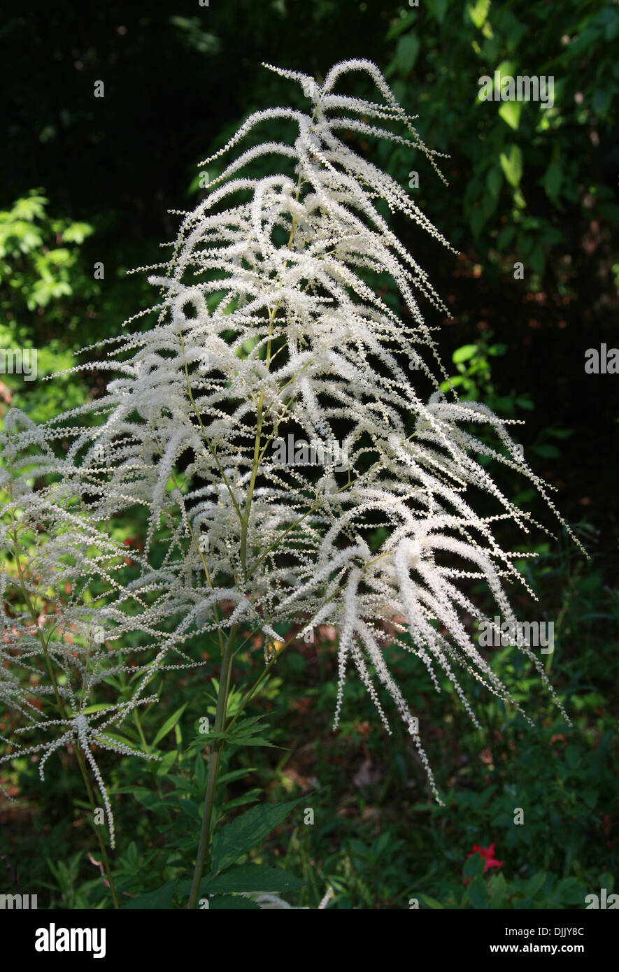 Falsche Spirea, japanische Astilbe, Star Astilbe Astilbe Simplicifolia, Saxifragaceae. Stockfoto