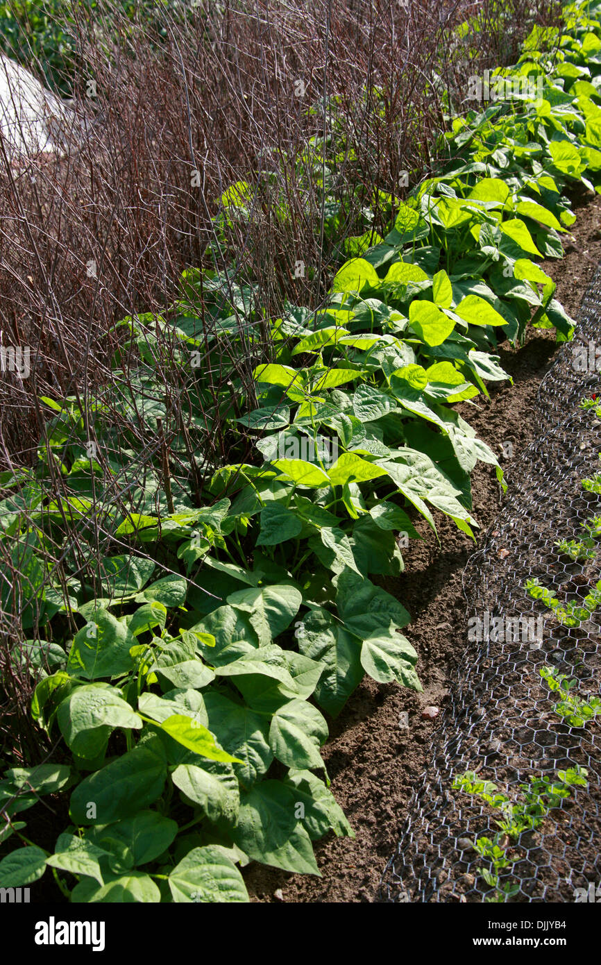 Zwerg Französisch Bohnen 'Delinel', Phaseolus Vulgaris, Fabaceae. Stockfoto