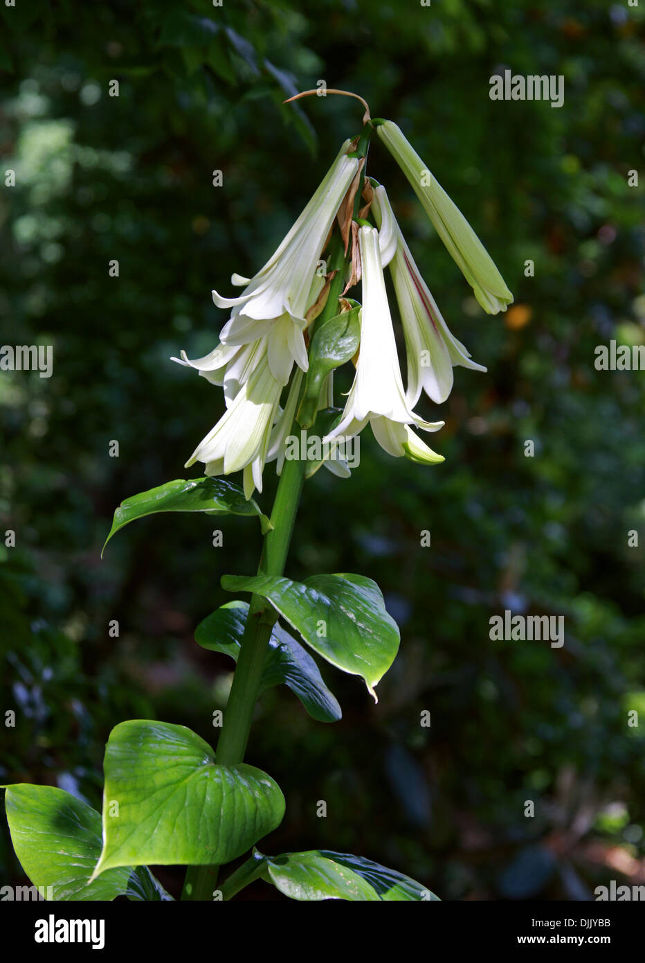 Riesige Himalayan Lily, Cardiocrinum Giganteum, Liliaceae. Waldlichtungen im Himalaya, Japan und China. Stockfoto