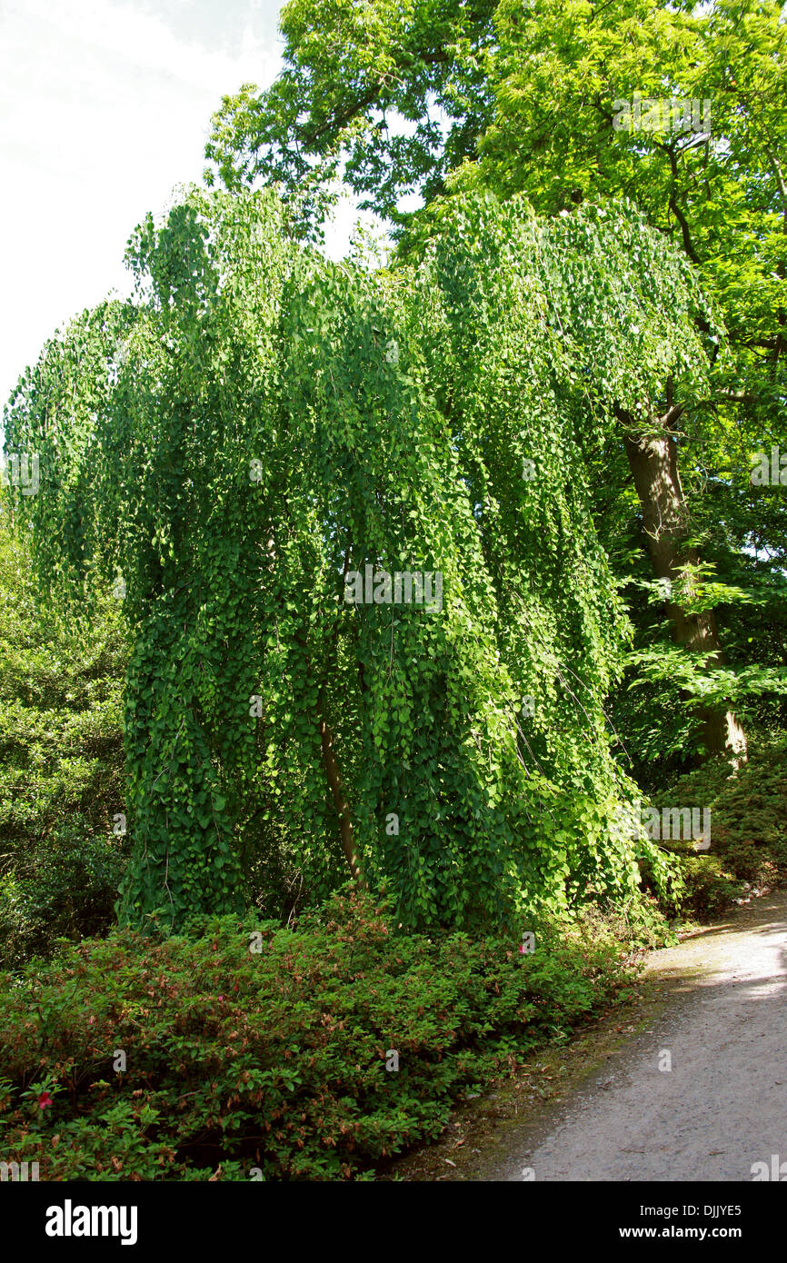 Weinend Katsura-Baum, Cercidiphyllum Japonicum F. Pendel, Cercidiphyllaceae. China und Japan. Aka Zuckerwatte Baum. Stockfoto