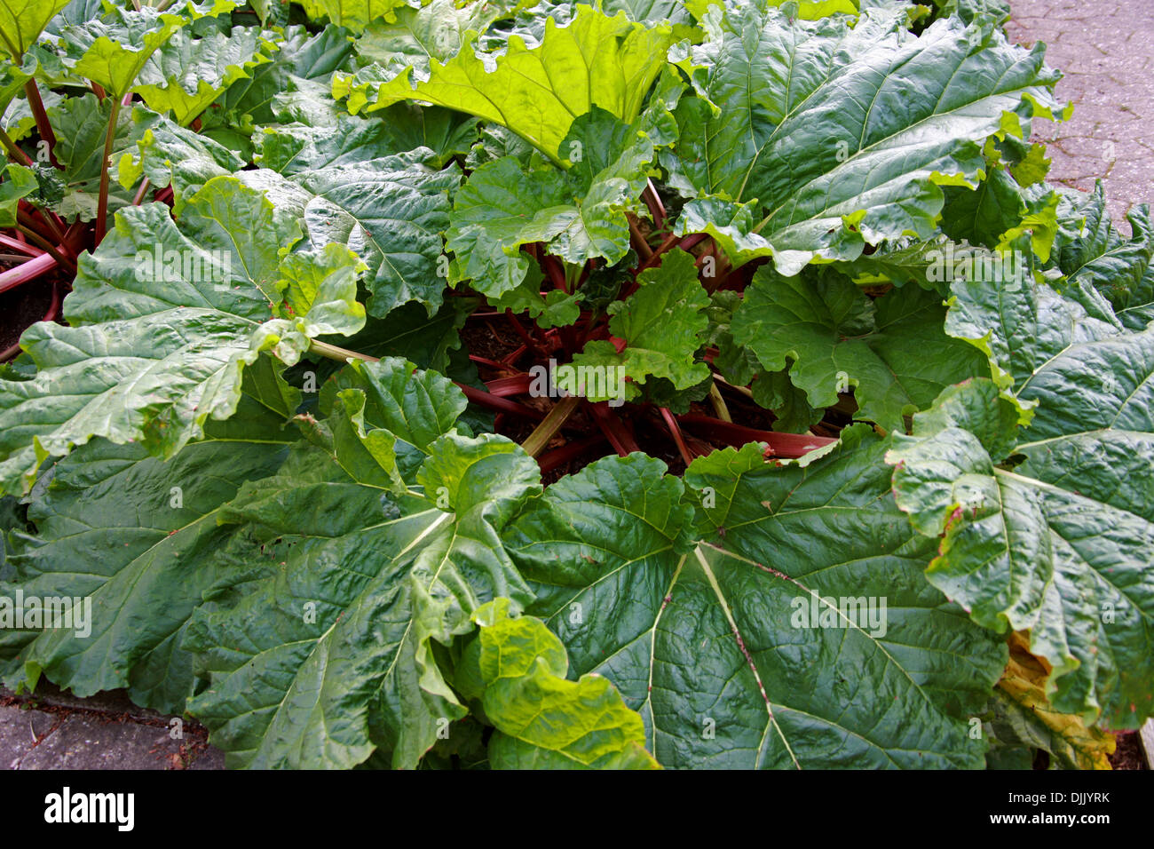 Rhabarber, Rheum Rhabarbarum, Knie. Stockfoto