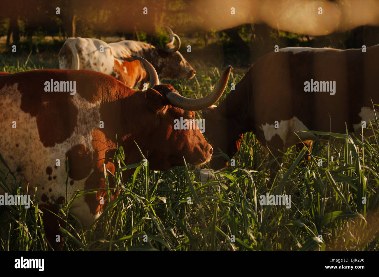 Eine Gruppe von Texas Longhorns Weiden auf einem Feld bei Sonnenuntergang. Stockfoto