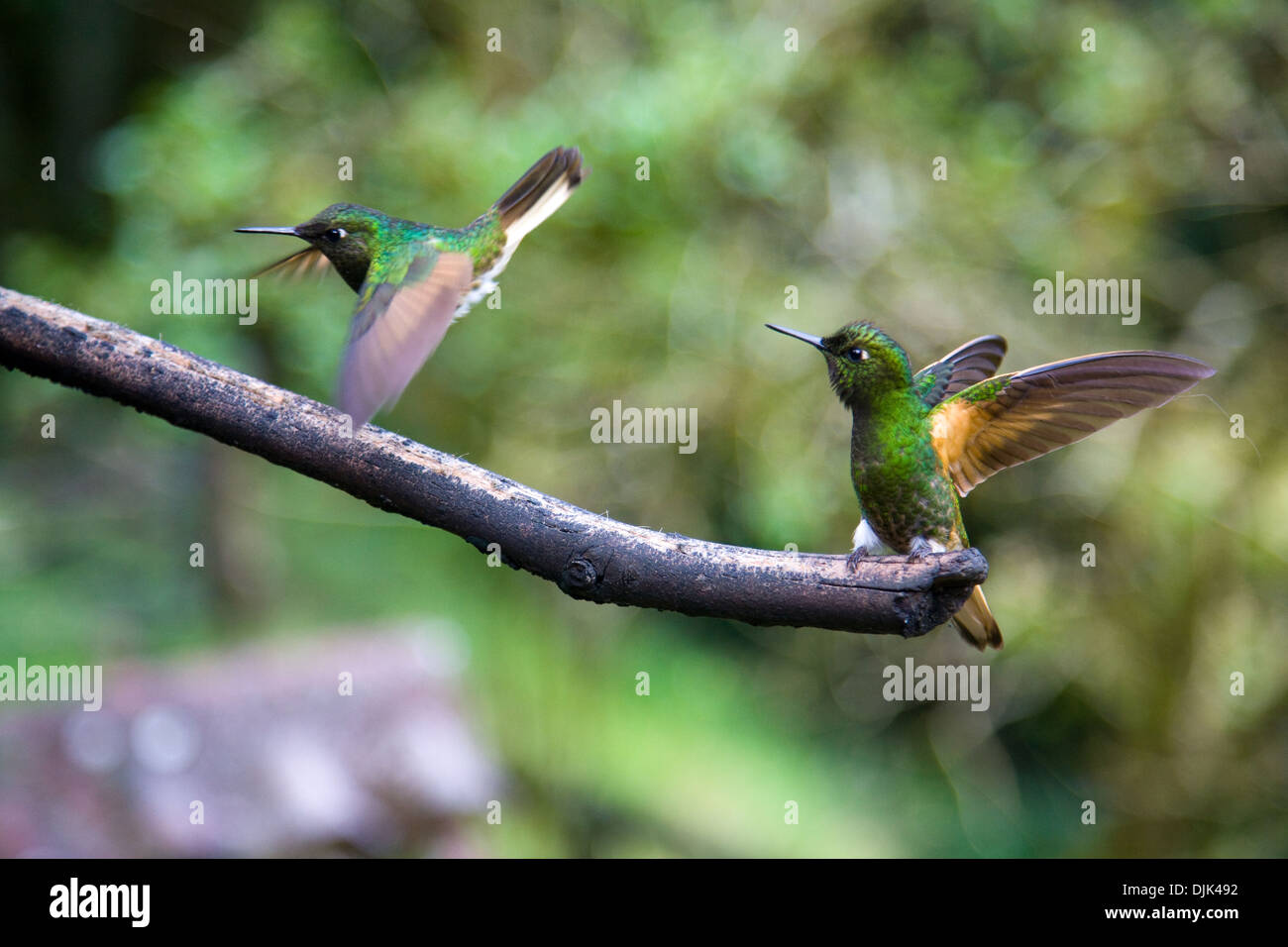 Nahaufnahme eines Paares von grünen Kolibris, aufgenommen in das Cocora-Tal wo gibt es eine Heiligtum, in der Nähe von Salento, Kolumbien Stockfoto