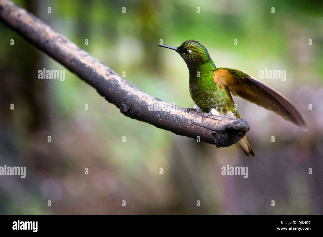 Nahaufnahme eines einzigen grünen Kolibris, aufgenommen in das Cocora-Tal wo gibt es eine Heiligtum, in der Nähe von Salento, Kolumbien Stockfoto