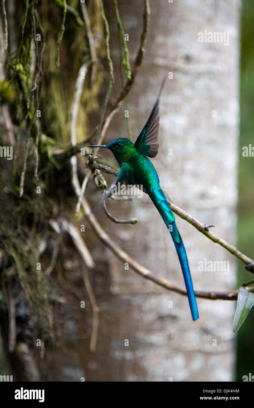 Nahaufnahme eines einzigen langschwänzigen Kolibris, aufgenommen in das Cocora-Tal wo gibt es eine Heiligtum, in der Nähe von Salento, Kolumbien Stockfoto