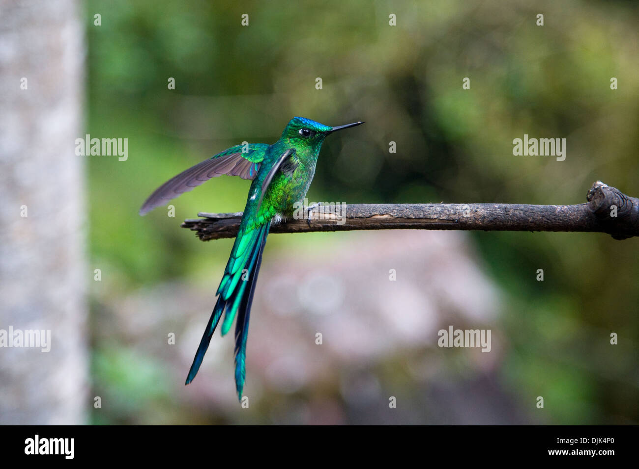 Nahaufnahme eines einzigen langschwänzigen Kolibris, aufgenommen in das Cocora-Tal wo gibt es eine Heiligtum, in der Nähe von Salento, Kolumbien Stockfoto