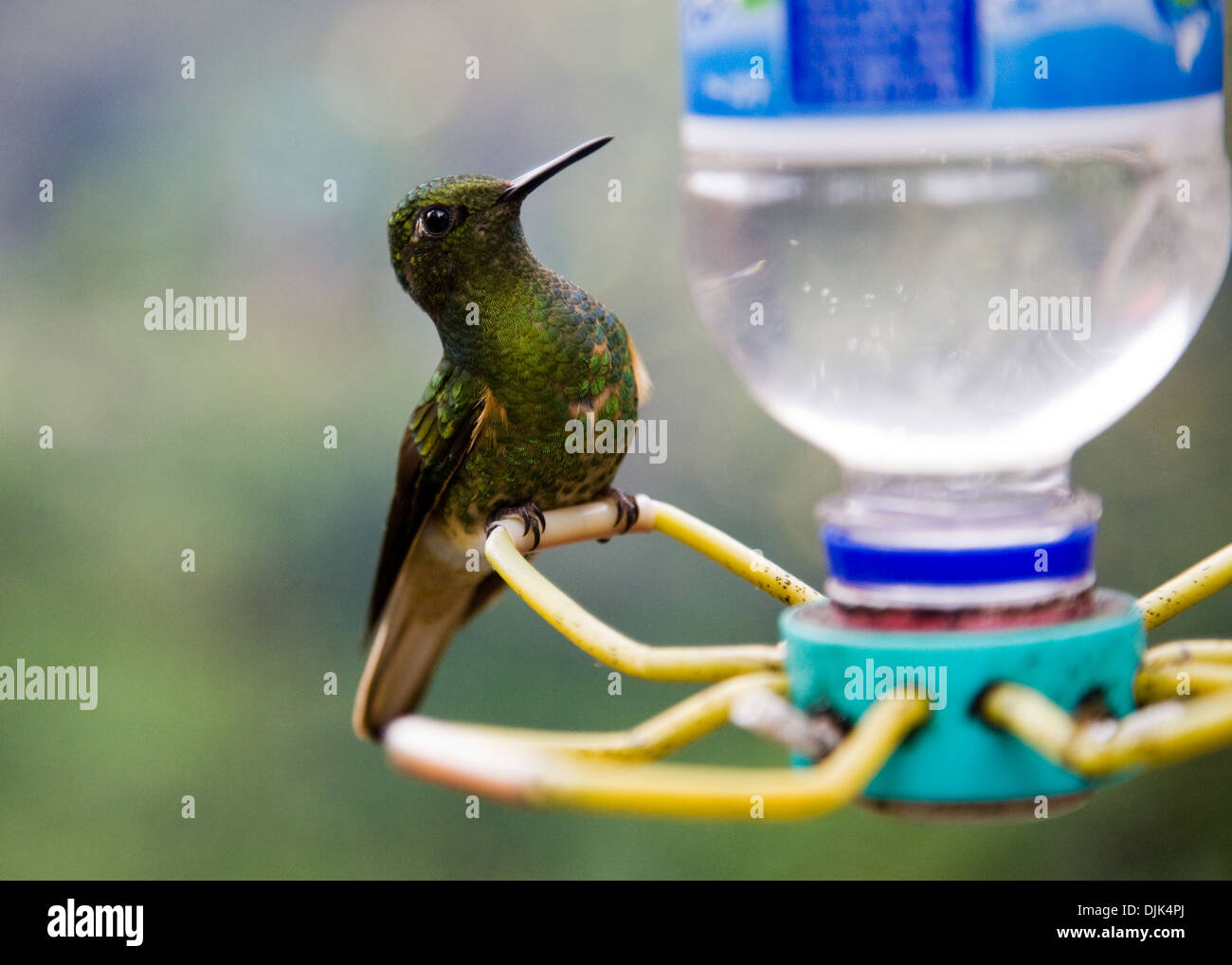Kolibri in der Cocora-Tal, Kolumbien Stockfoto
