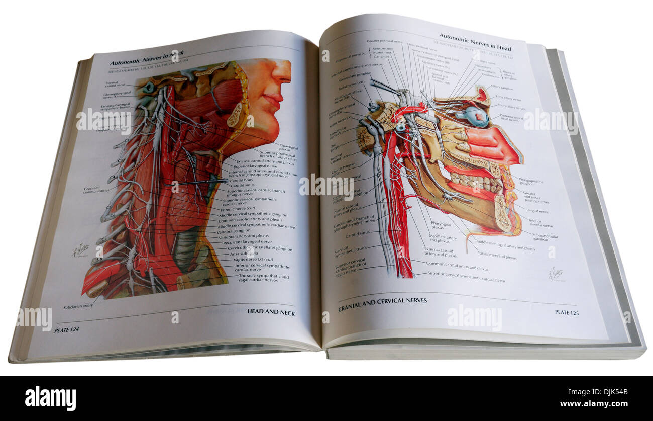 Ein anatomisches Diagramm medizinischen Lehrbuch Stockfoto