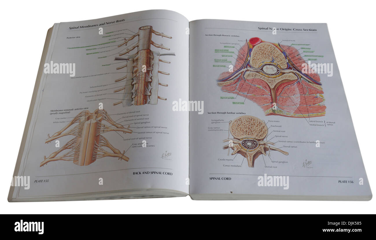 Ein anatomisches Diagramm medizinischen Lehrbuch Stockfoto