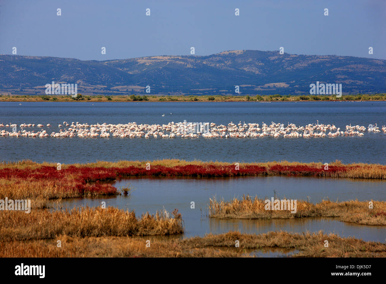 Flamingos am Delta des Evros-Fluss, Thrakien, Griechenland. Stockfoto