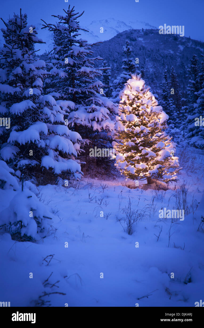 Beleuchtete Weihnachtsbaum Im Schnee Bedeckt Wald Der Spruce Baume Chugach Berge Auslaufern Yunan Alaska Winter Stockfotografie Alamy