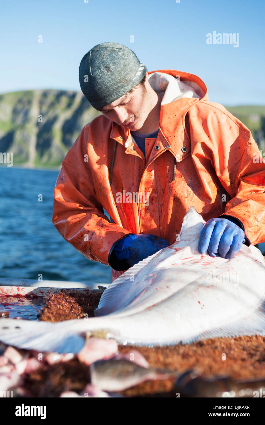 Ausnehmen Heilbutt beim kommerziellen Longline Fischen in der Nähe von Cold Bay, Südwest-Alaska, Sommer. Stockfoto