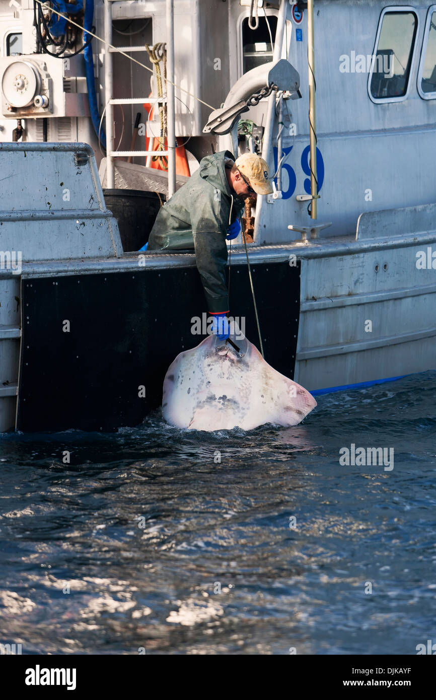 Entfernen ein Skate von Longline beim kommerziellen Heilbutt Angeln In der Ikatan Bucht, in der Nähe von falschen Pass, Südwest-Alaska, Sommer gefangen. Stockfoto