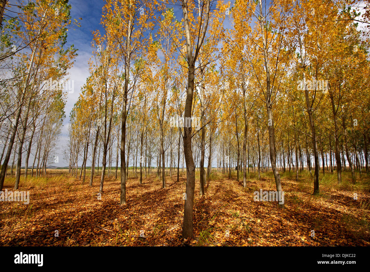 Farben des Herbstes, in der Nähe von Fylakio Dorf, Gemeinde Orestiada, Evros, Thraki (Thrakien), Griechenland. Stockfoto